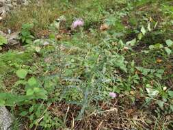 Слика од Cirsium ciliatum (Murray) Moench