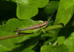 Image of Grasshopper