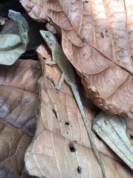 Sivun Anolis brasiliensis Vanzolini & Williams 1970 kuva