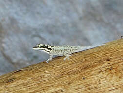 صورة Lygodactylus mombasicus Loveridge 1935