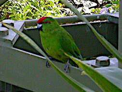 Image of Norfolk Parakeet