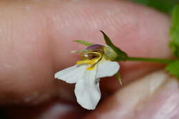 Vandellia scutellariiformis (T. Yamaz.) T. Yamaz. resmi