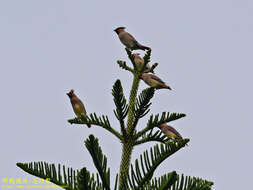 Image of Japanese Waxwing