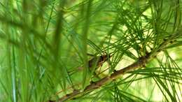 Image of Jumping Bush Cricket