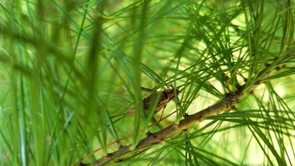 Image of Jumping Bush Cricket