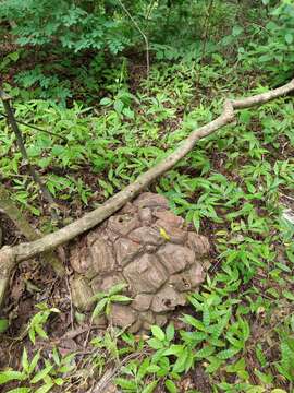 Image of Dioscorea mexicana Scheidw.