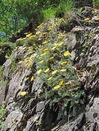 Image of Anthemis marschalliana Willd.