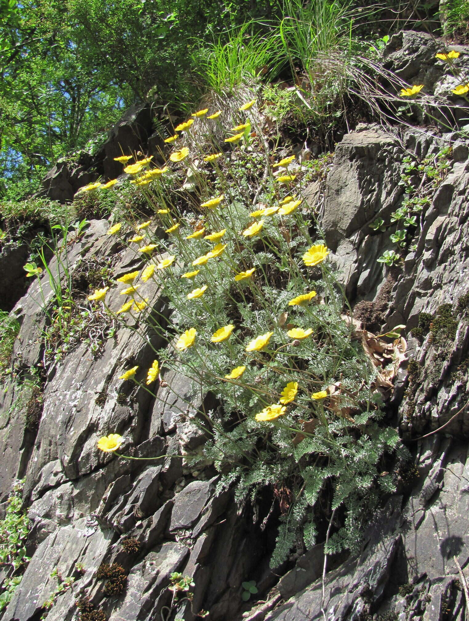 Image of Anthemis marschalliana Willd.