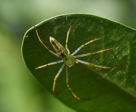 Image of Peucetia lucasi (Vinson 1863)