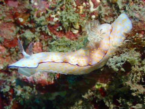 Image de Hypselodoris pulchella (Rüppell & Leuckart 1830)