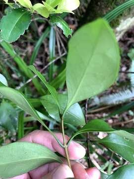 Image of Microtropis japonica (Fr. & Sav.) Hal L. fil.