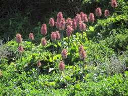 Sivun Veltheimia bracteata Harv. ex Baker kuva