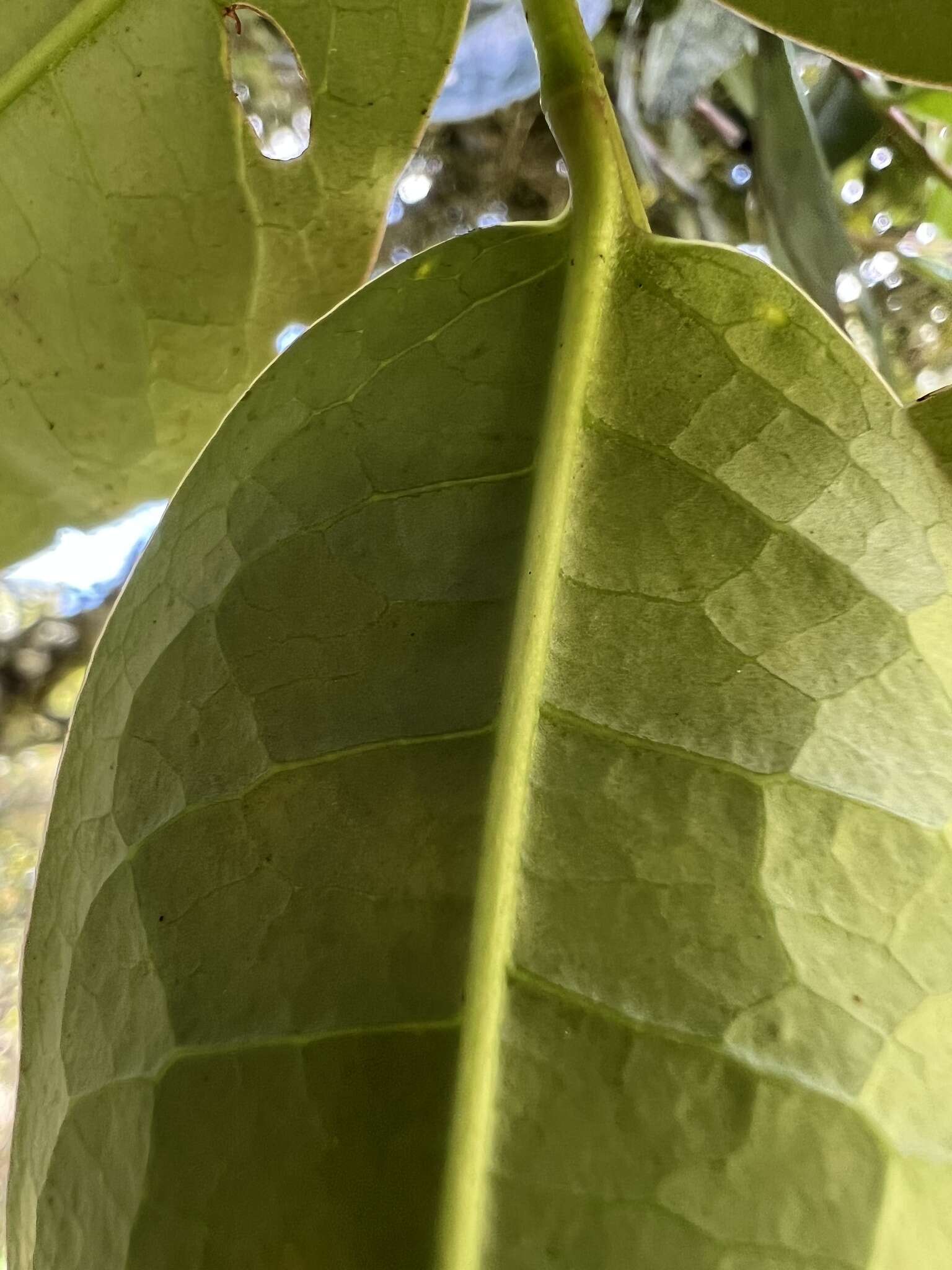 Image of Prunus buxifolia Koehne