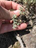 Eriogonum thymoides Benth. resmi