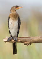 Image of Long-tailed Cormorant