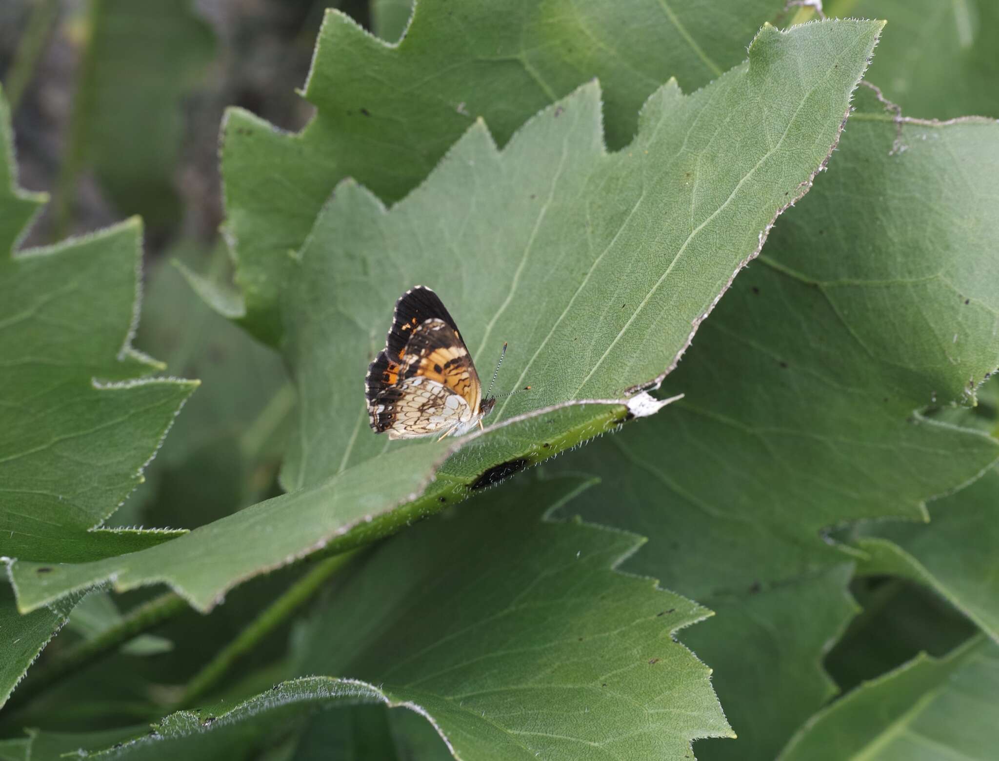 Image of Silvery Checkerspot