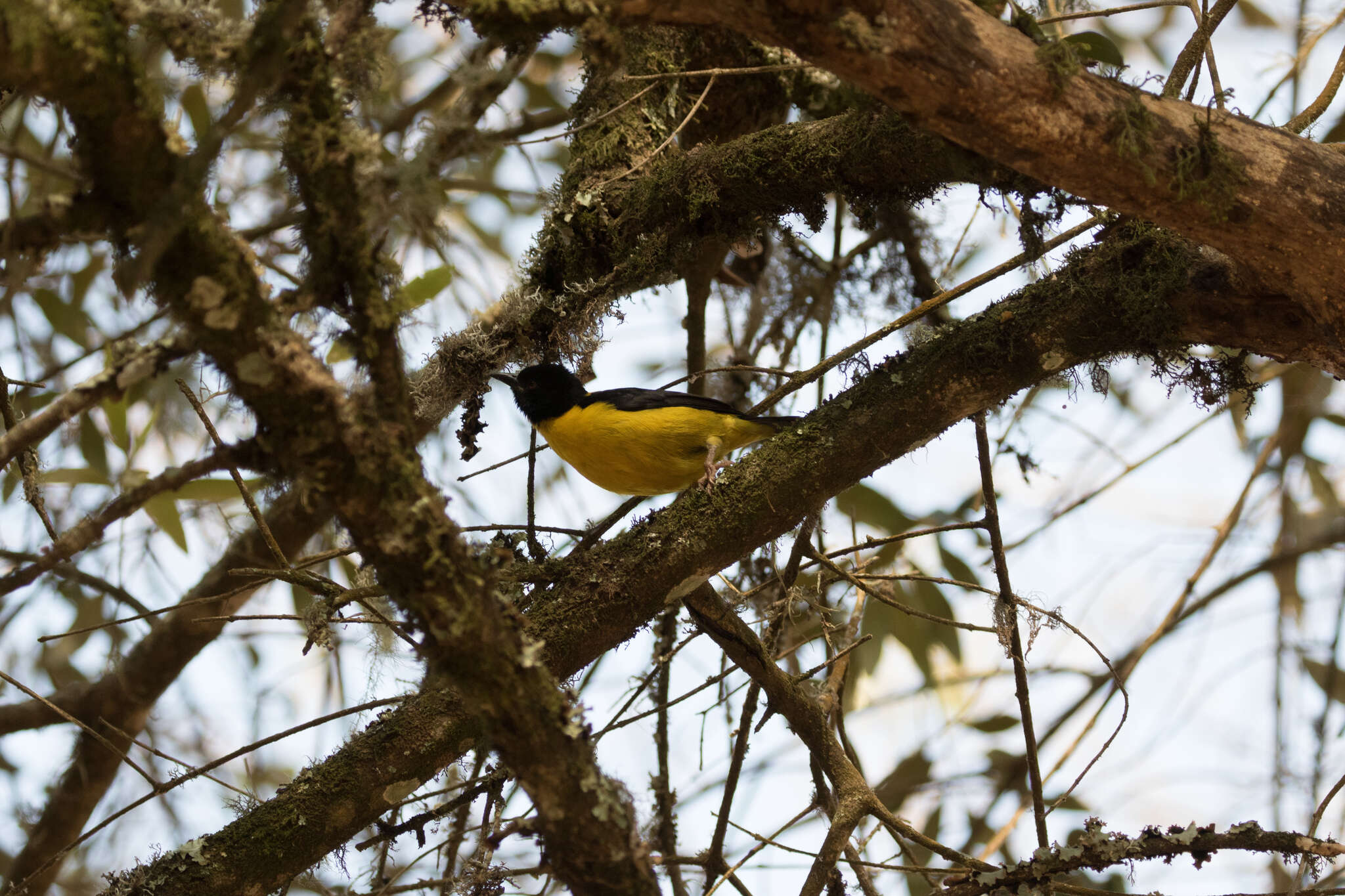 Image of Brown-capped Weaver