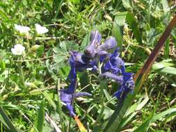 Plancia ëd Delphinium decorum Fisch. & Mey.