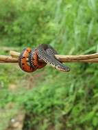 Image of Linne's Dwarf Snake