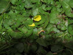 Image of Erythranthe depressa (Phil.) G. L. Nesom