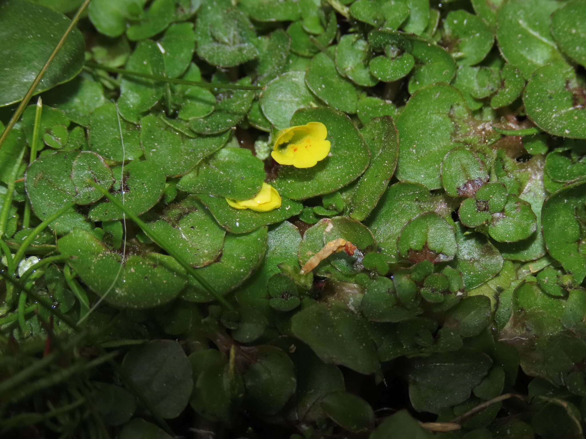 Image of Erythranthe depressa (Phil.) G. L. Nesom