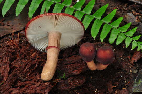 Image of Russula annulatobadia Beeli 1936