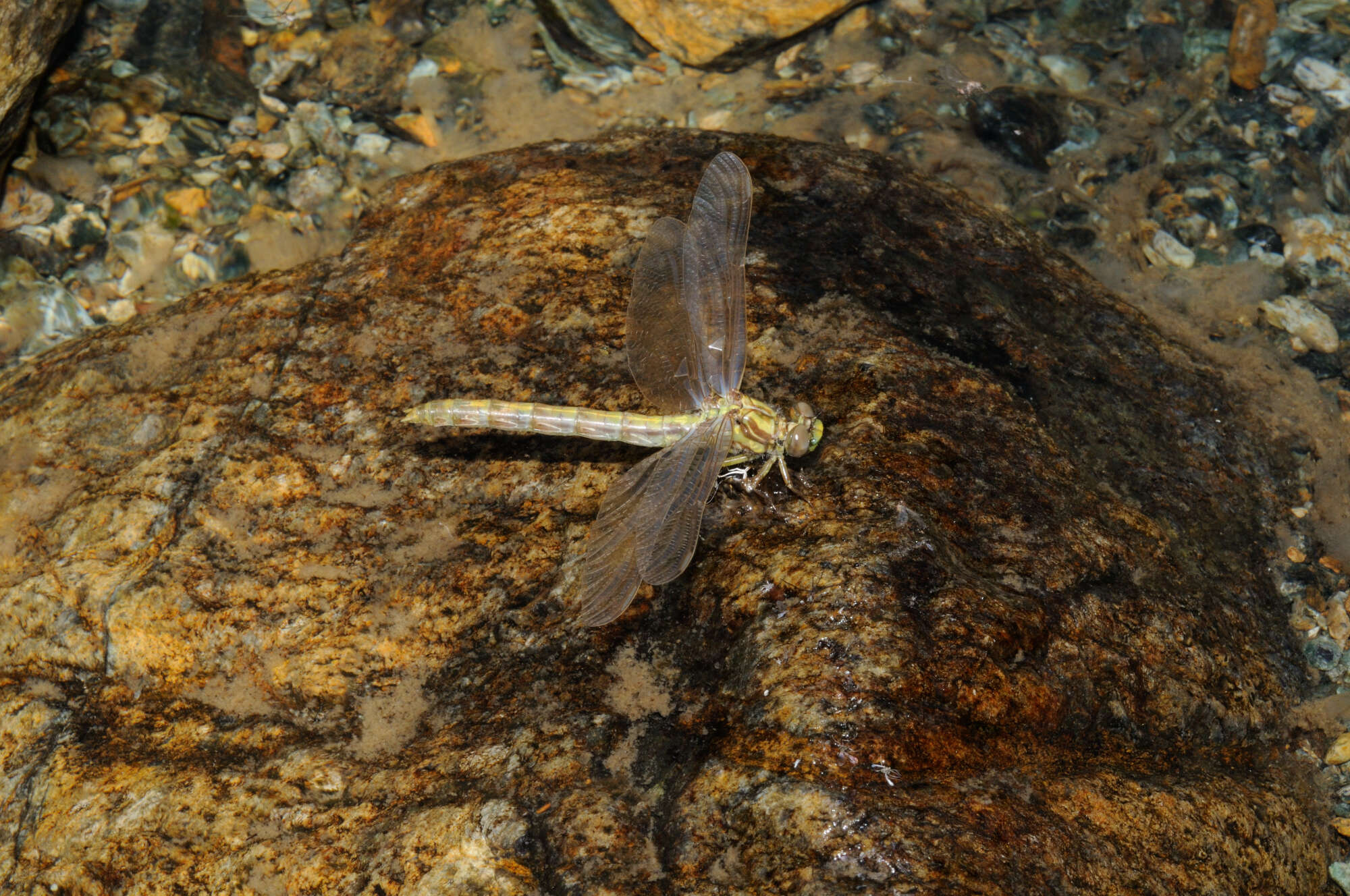 Image of blue-eyed hook-tailed dragonfly