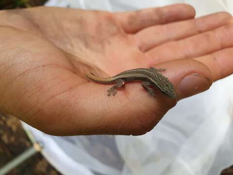 Image of Cameroon Dwarf Gecko