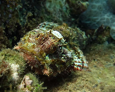 Image of Raggy scorpionfish