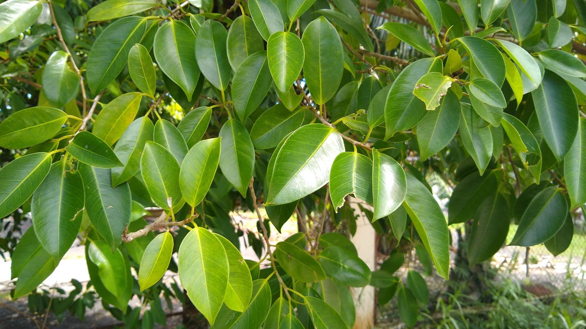 Ficus prolixa Forst. fil.的圖片