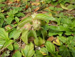 Image de Acalypha aristata Kunth