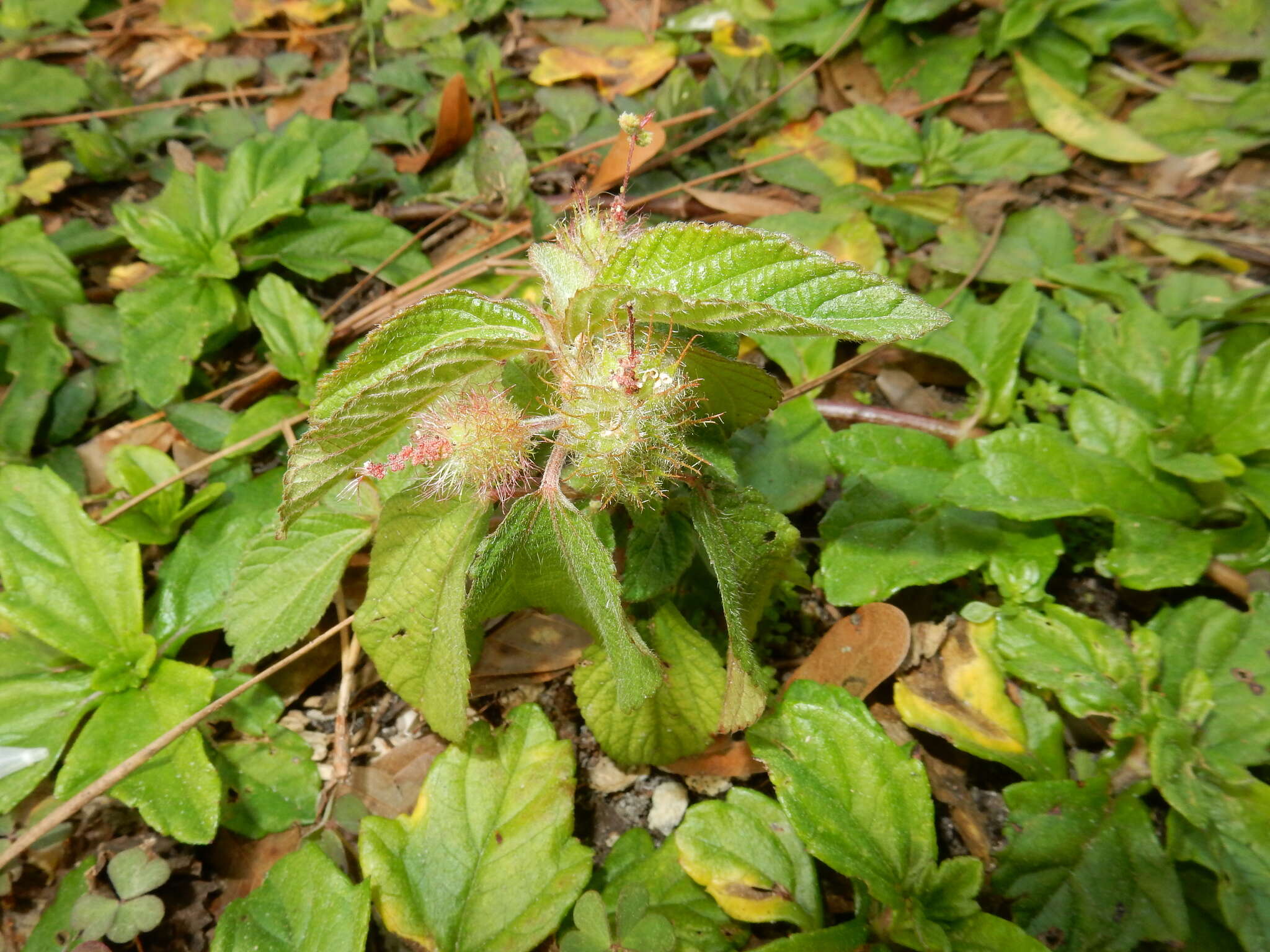 Image de Acalypha aristata Kunth