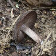 Слика од Pluteus microspermus E. Horak 2008