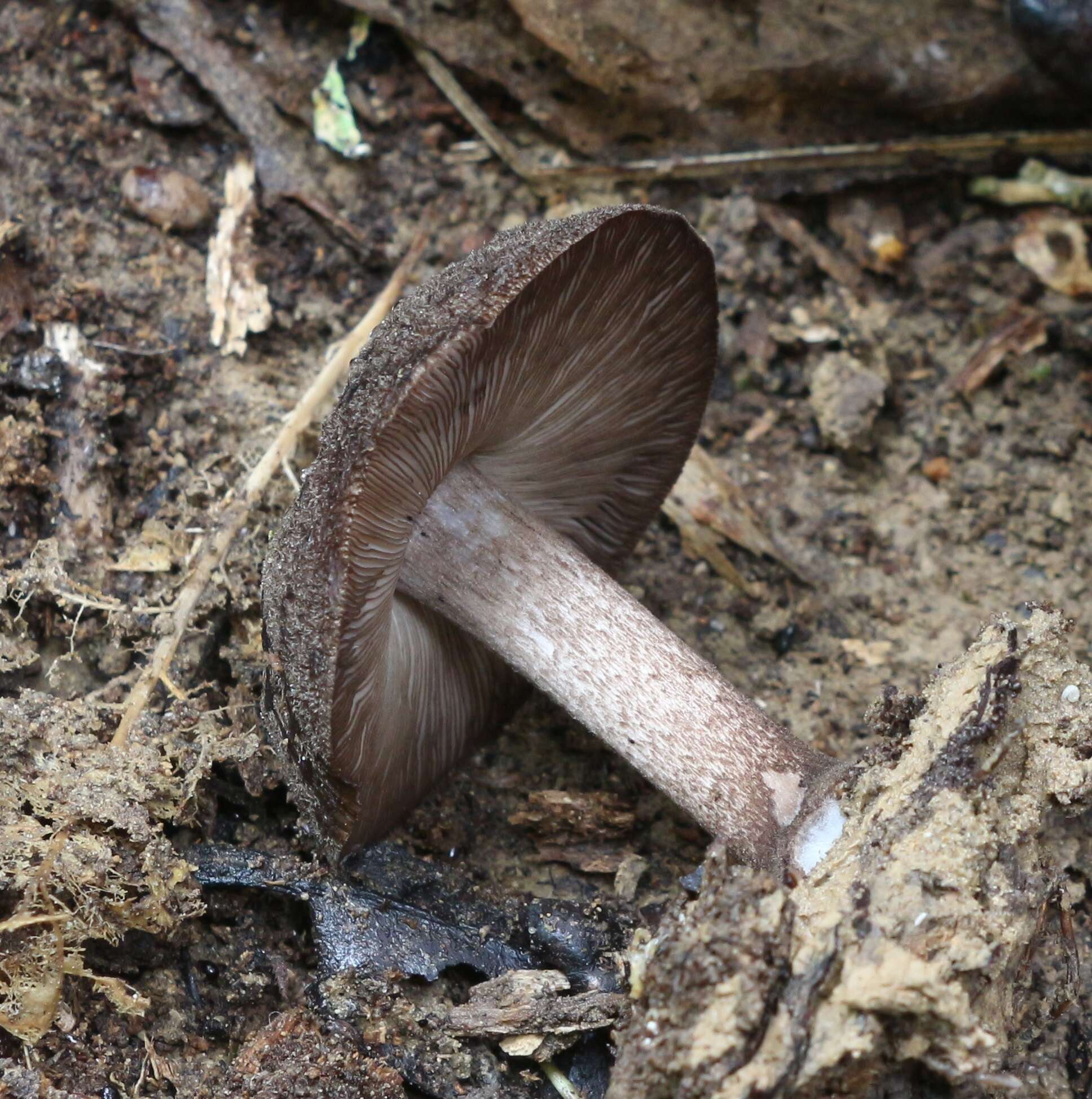 Image of Pluteus microspermus E. Horak 2008