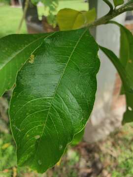 Sivun Acnistus arborescens (L.) Schltdl. kuva