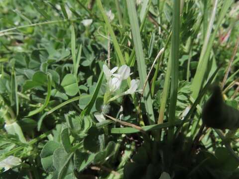 Image of Trifolium subterraneum subsp. oxaloides Bunge ex Nyman
