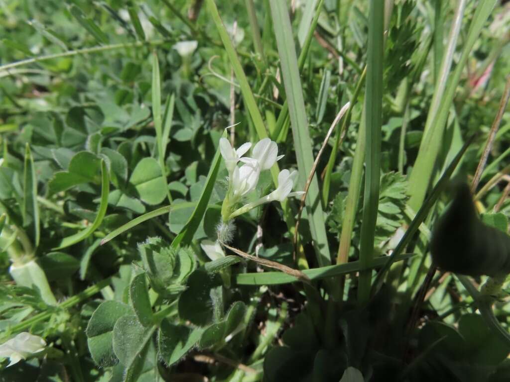 Sivun Trifolium subterraneum subsp. oxaloides Bunge ex Nyman kuva