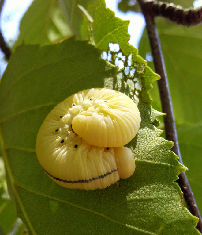 Image of Cimbex americana Leach