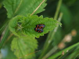 Image of Cercopis sanguinolenta (Scopoli 1763)