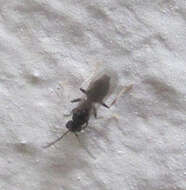 Image of Ant