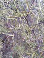 Acacia colletioides Benth. resmi