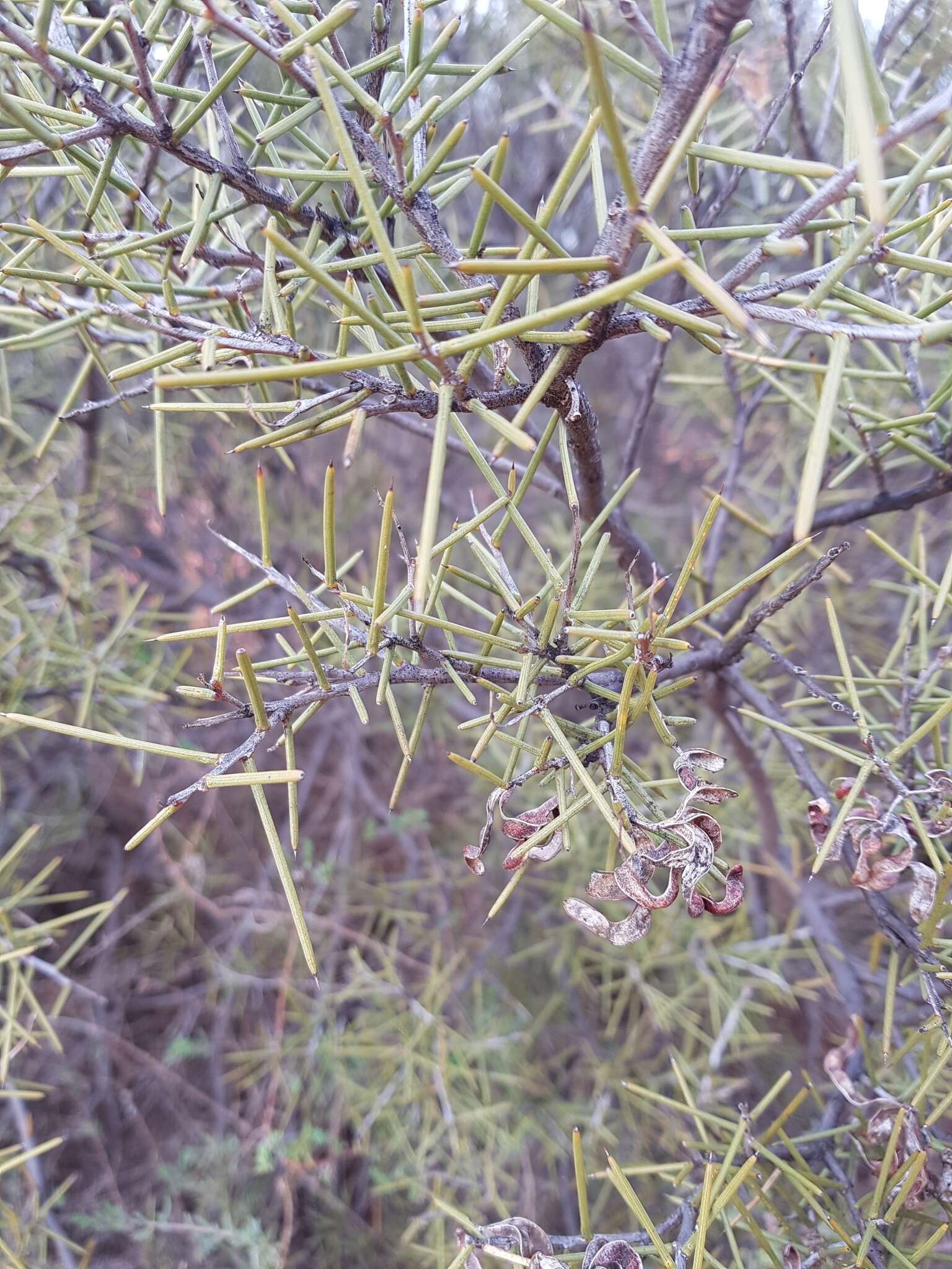 Acacia colletioides Benth. resmi