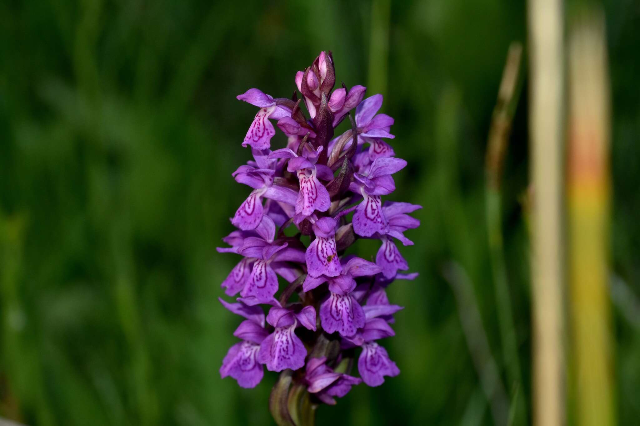 Image of Dactylorhiza elata subsp. sesquipedalis (Willd.) Soó