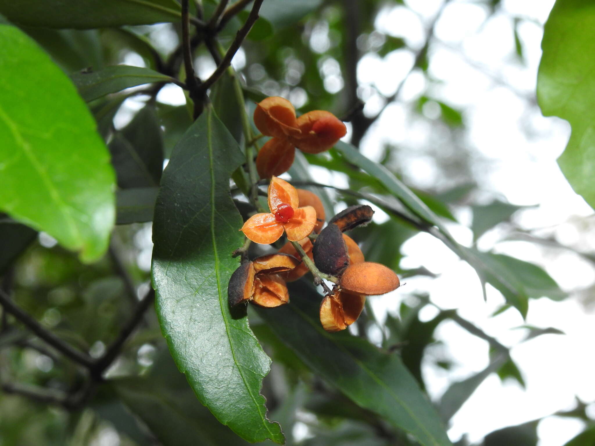 Image of Denhamia celastroides (F. Müll.) L. W. Jessup