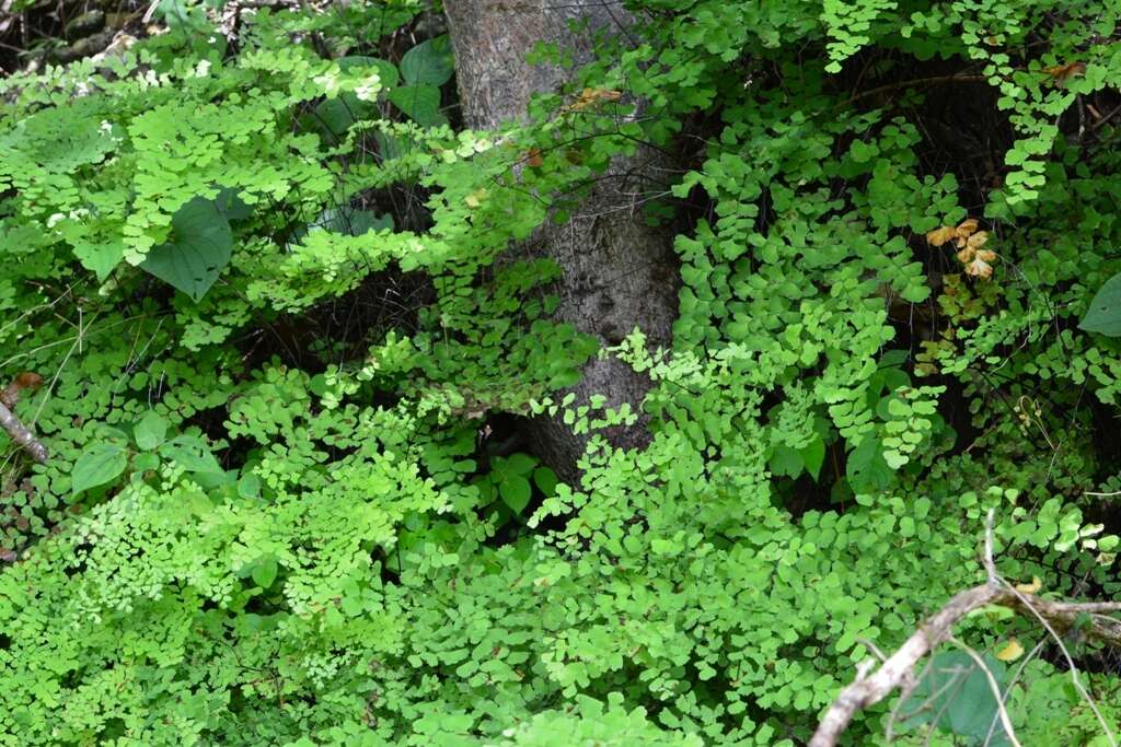 Image of fan maidenhair