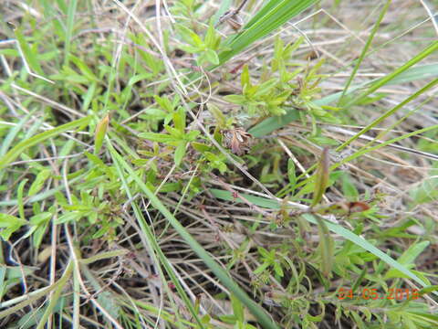 Image of Thymus pulegioides subsp. pannonicus (All.) Kerguélen