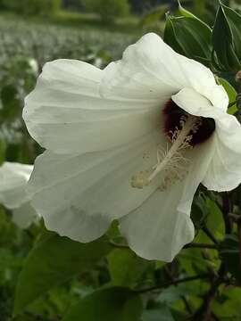 Imagem de Hibiscus moscheutos subsp. lasiocarpos (Cav.) O. J. Blanch.