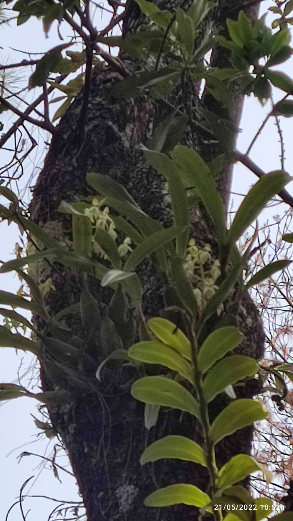 Image of Prosthechea trulla (Rchb. fil.) W. E. Higgins