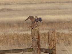 Image of Prairie Falcon