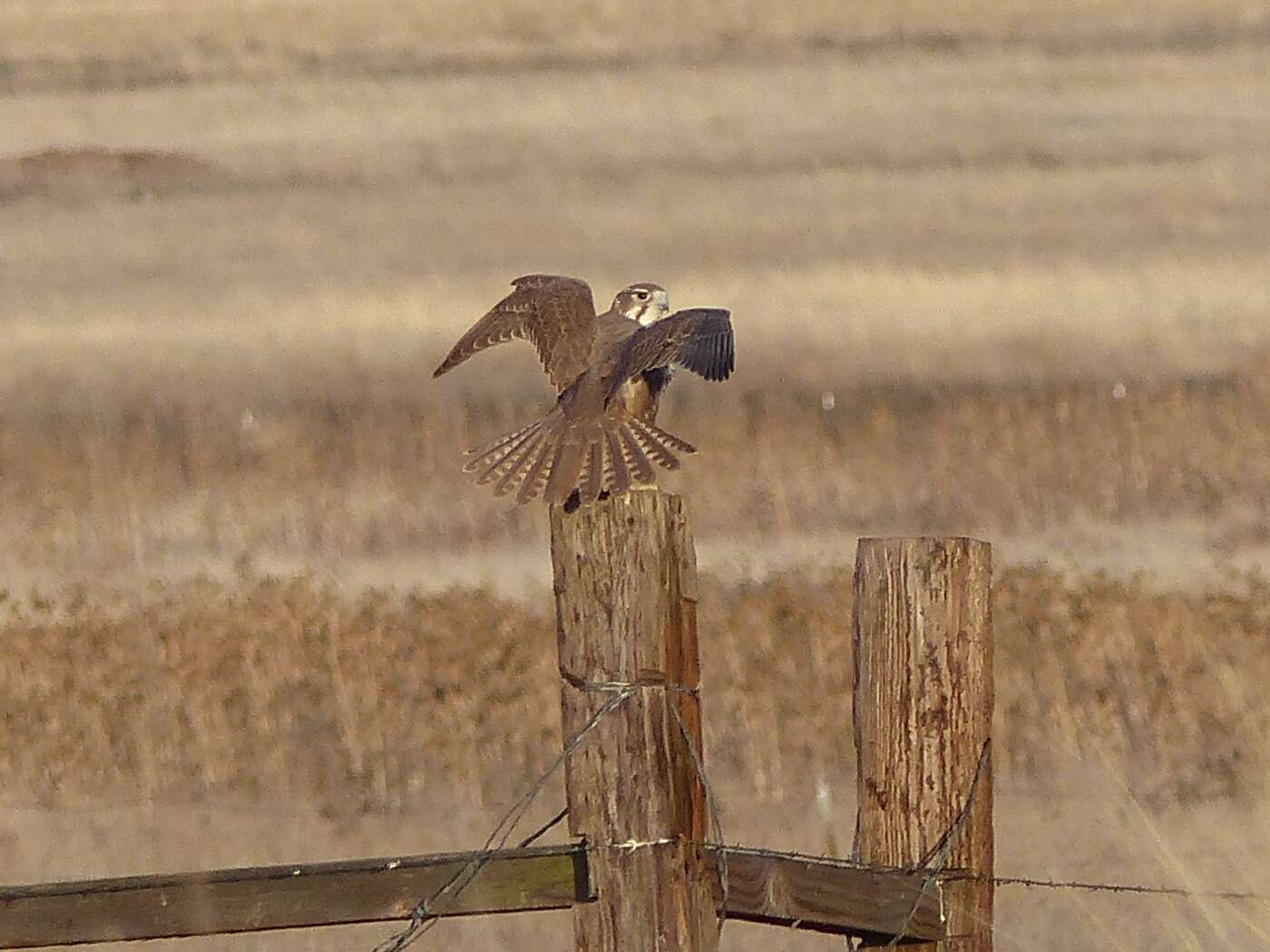 Image of Prairie Falcon